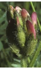 purplefflo1budsmilkvetch