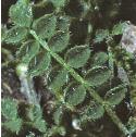 purpleffolmilkvetch