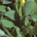 slenderffolyellowtrefoil