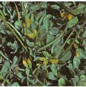 slenderfforyellowtrefoil