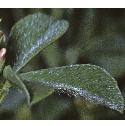 softffol1clover