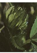 uprightfflobudclover