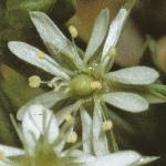 pbogfrustitchwort