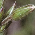 pcommonflobudomouseear