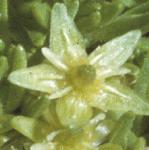 pcyphalflo
