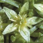 pcyphalflo1