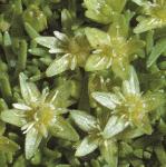 pcyphalflos