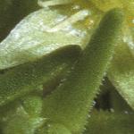pcyphalfol2
