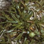 pknottedfol1pearlwort