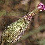 psandflobudocatchfly