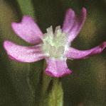 psandflo1catchfly
