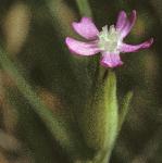 psandflo2catchfly