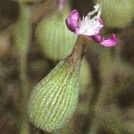 psandflo3catchfly