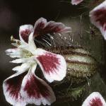 psmallflo3floweredcatchfly