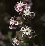 psmallflosfloweredcatchfly