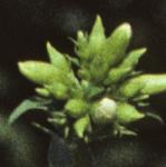 psoapwortflobudc