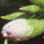 psoapwortflobudo