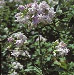 psoapwortflos1