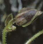 pspringflobudcsandwort