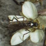 pspringflo2withflysandwort