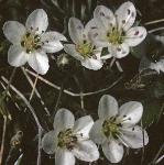 pspringflossandwort
