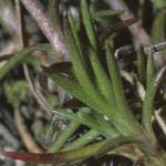pspringfol2sandwort