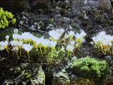 cPICT01278indexcrocusbluebirdfoord