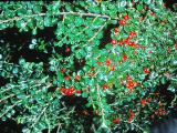 cotoneasterhorizontalisoct77rochesterPICT01241