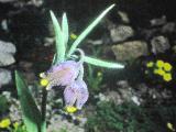 rrcPICT01952indexfritillariaassyriaca1571foord