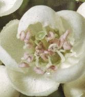 hawthornflower1a