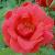 rosabonncflorogerltd1