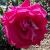 rosadarlingjennycflorogerltd1