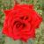 rosadeepsecretcflorogerltd1