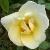 rosafruhlingsgoldcflorogerltd1