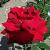 rosaingridbergmancflorogerltd1