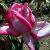 rosairenesdelightcflorogerltd1