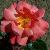 rosajiminycricketcflorogerltd1