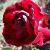 rosalibertybellcflorogerltd1