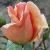 rosamichelcholetcflorogerltd1