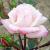 rosaminniepearlCflorogerltd1a
