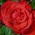rosaorangesensationcflorogerltd1