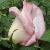 rosaroyalhighnesscflorogerltd1a