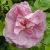 rosasarahvanfleetcflorogerltd1