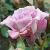 rosascentsensationalcflorogerltd1a