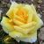 rosasomedaysoonCflorogerltd1a