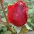 rosasouvenirdeclaudiusdenoyelcflorogerltd1