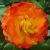 rosatequilasunrisecflorogerltd1
