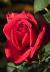 rosanationaltrustcflogarnonswilliams