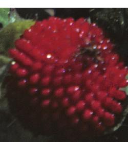 yellowffru2floweredstrawberry1