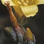 pmarshflobudosaintjohnswort